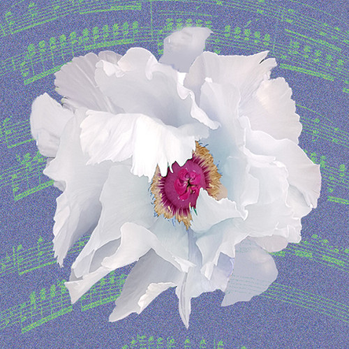 Nature’s Rhythm 1901