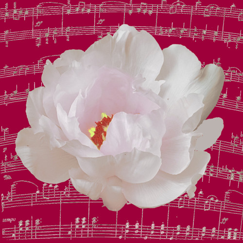 Nature’s Rhythm 1903