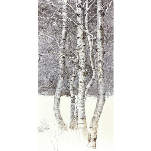 white birch(w)
